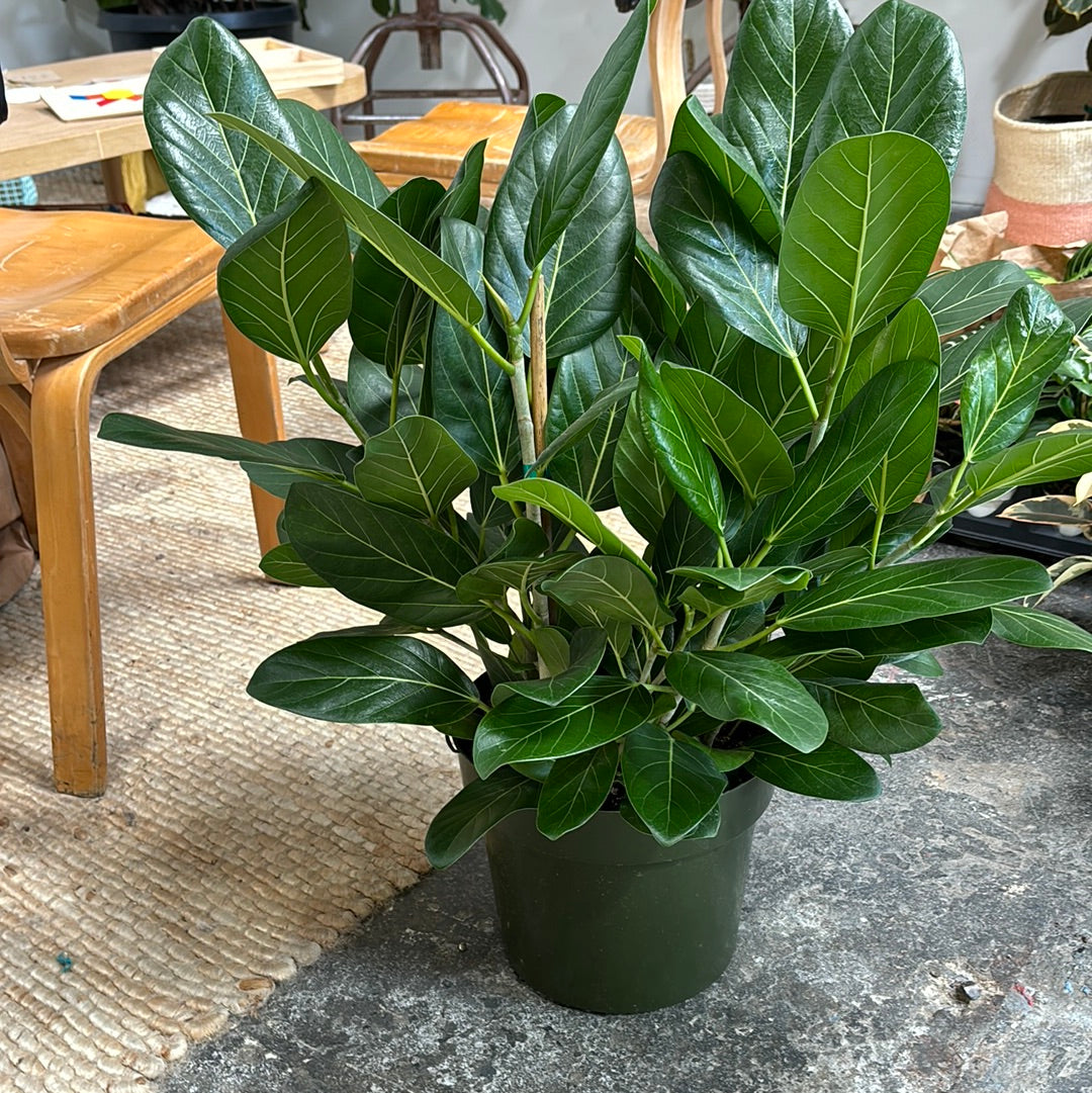 Ficus Audrey 8"