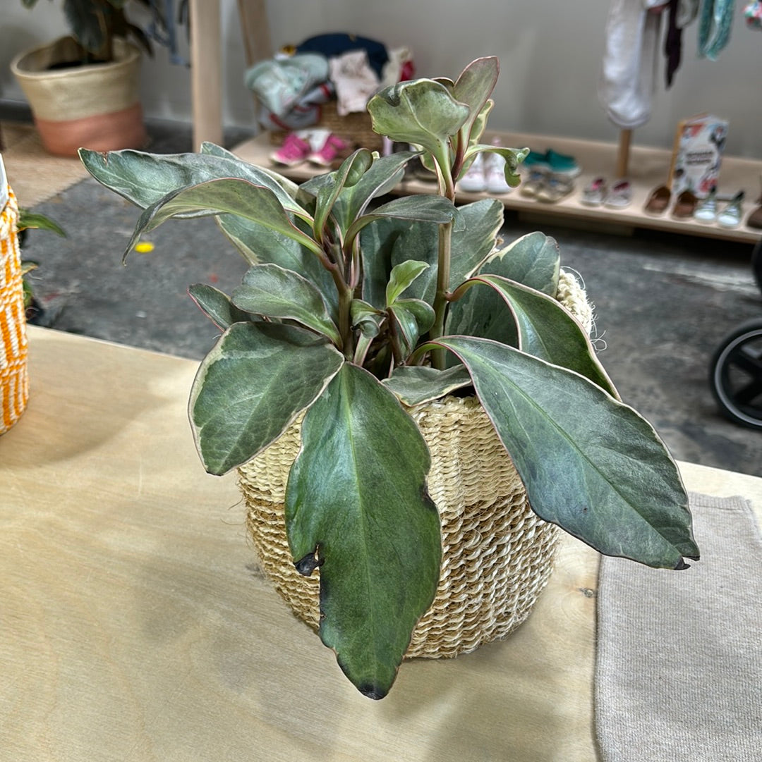 peperomia Ginny 4"