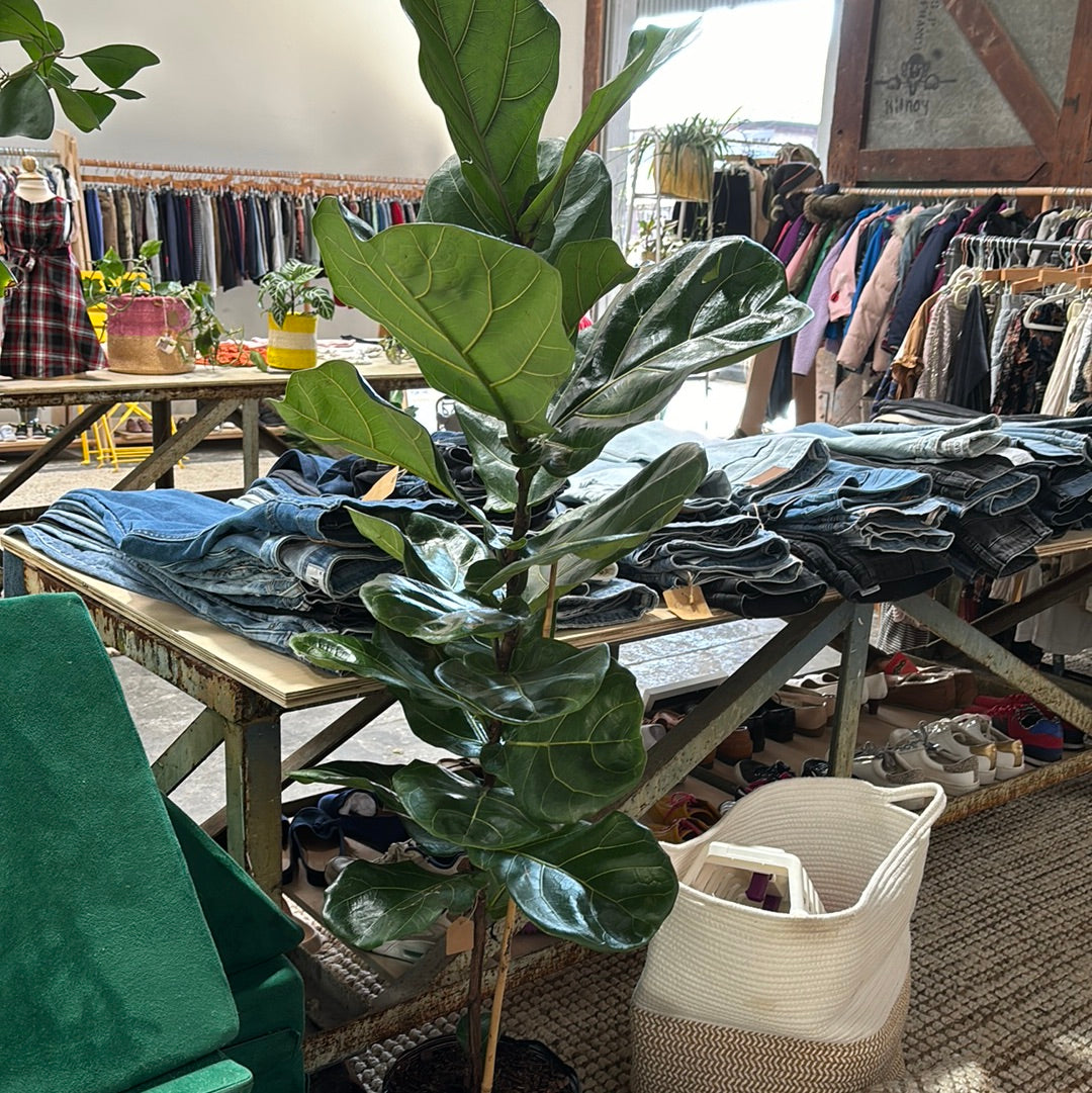 Ficus Lyrata (Fiddle Lef Fig) 4'