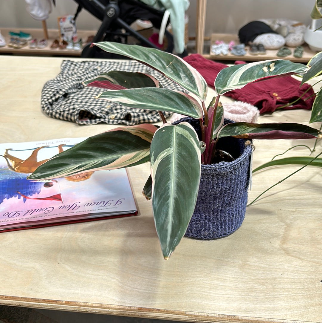 Stromanthe Triostar