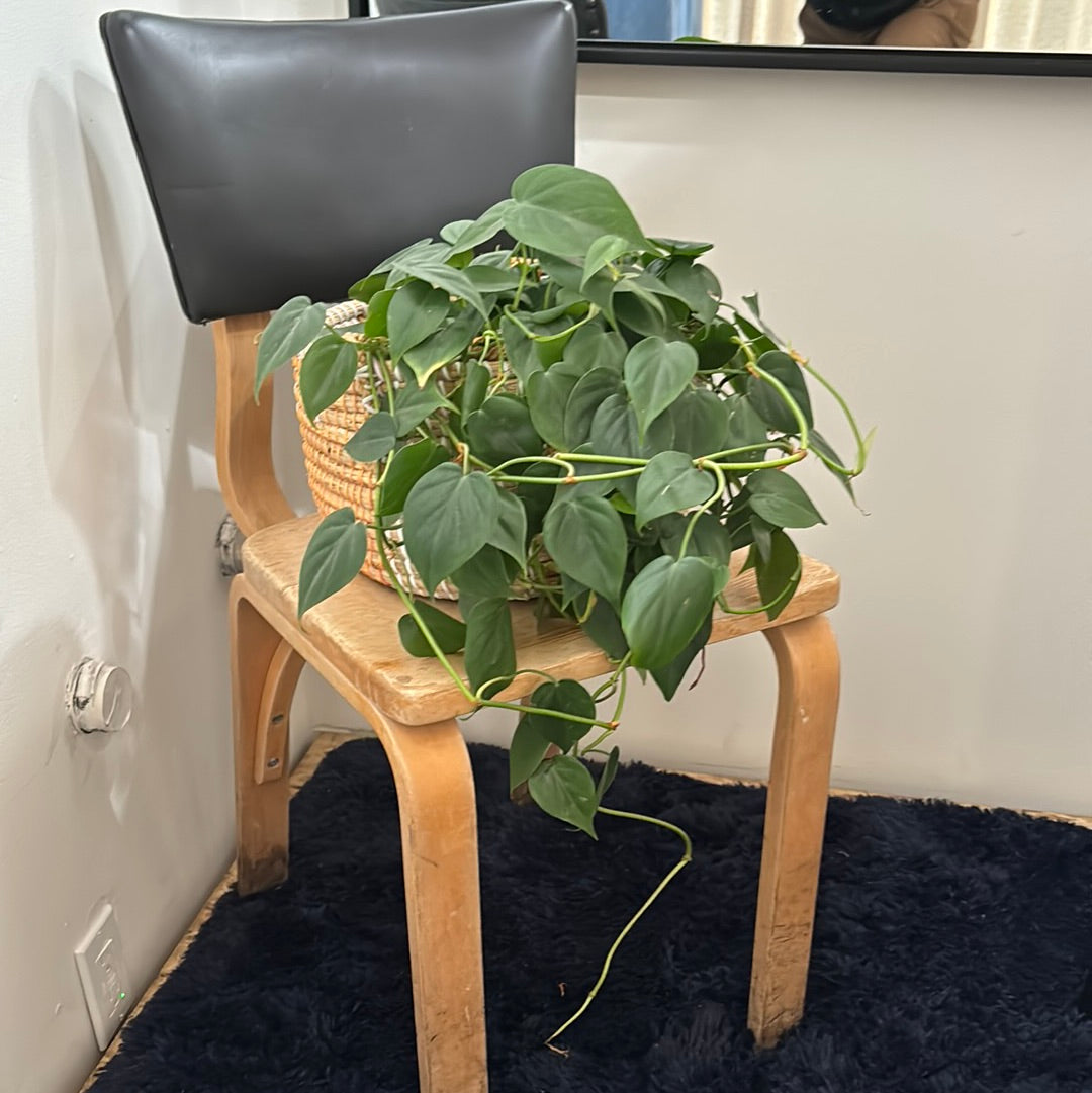 Philodendron cordatum 8"