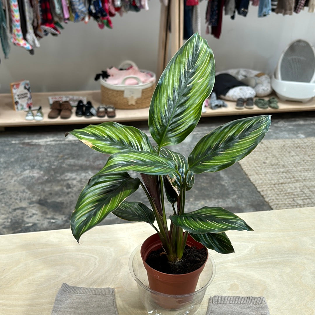Calathea Beauty Star 4"