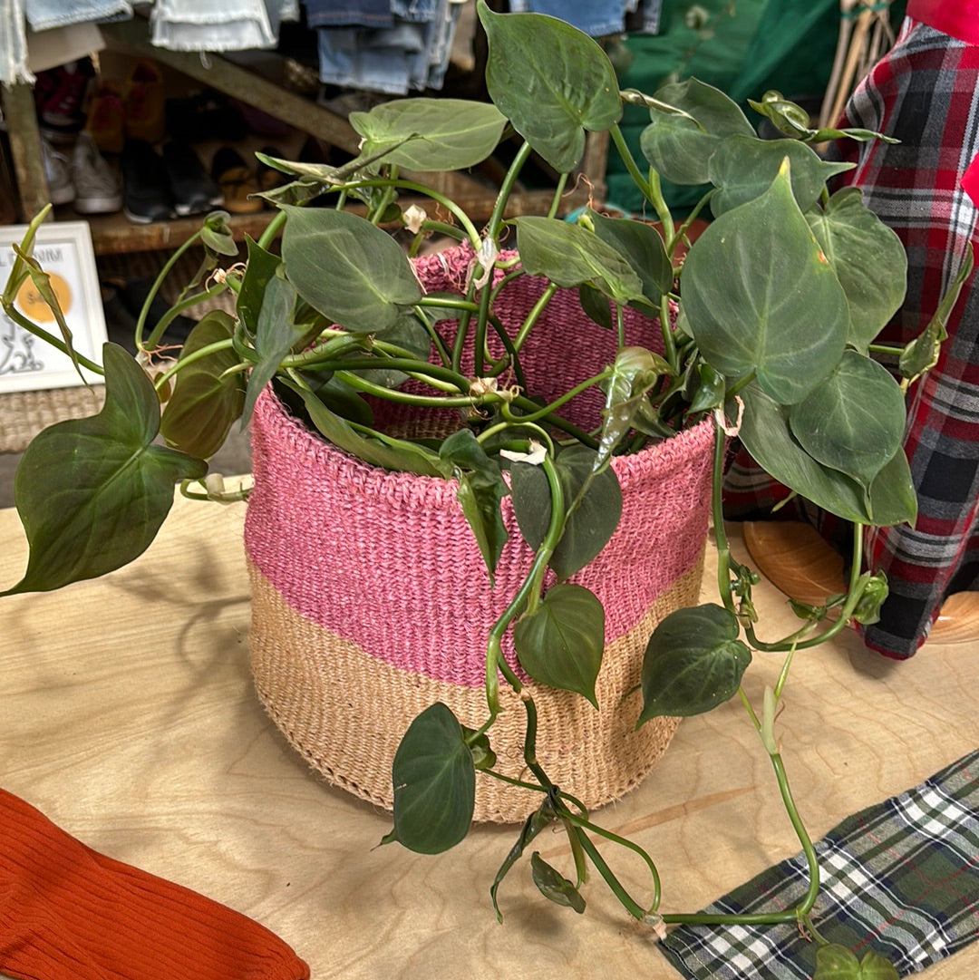 Philodendron Florida Green 6"