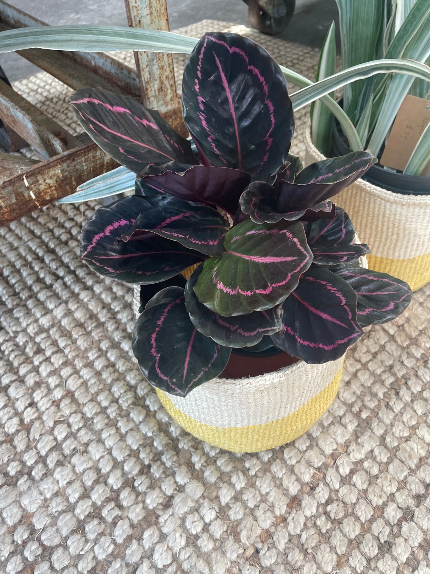 Calathea Dottie 6"