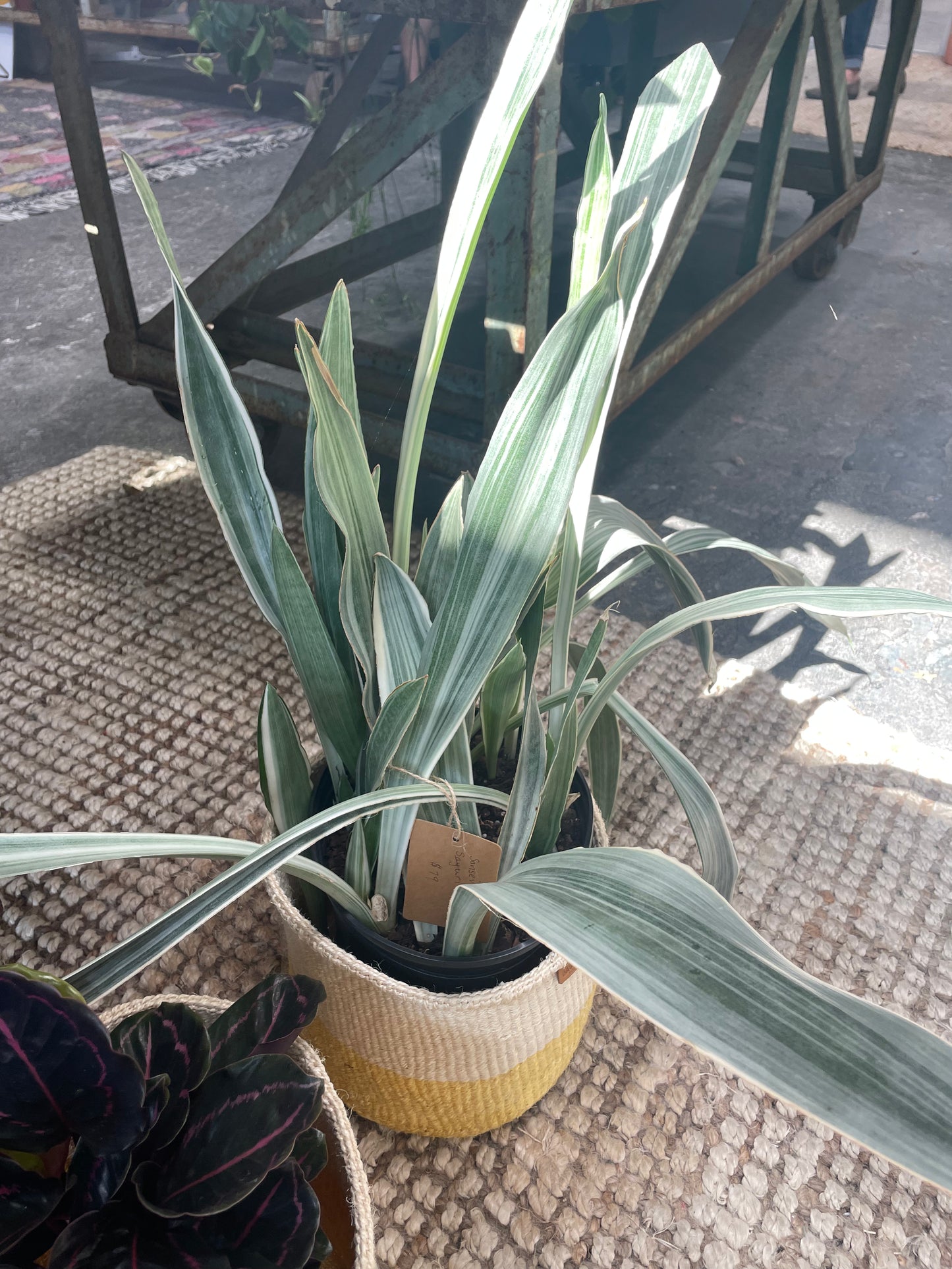 Sansevieria Sayuri 10"