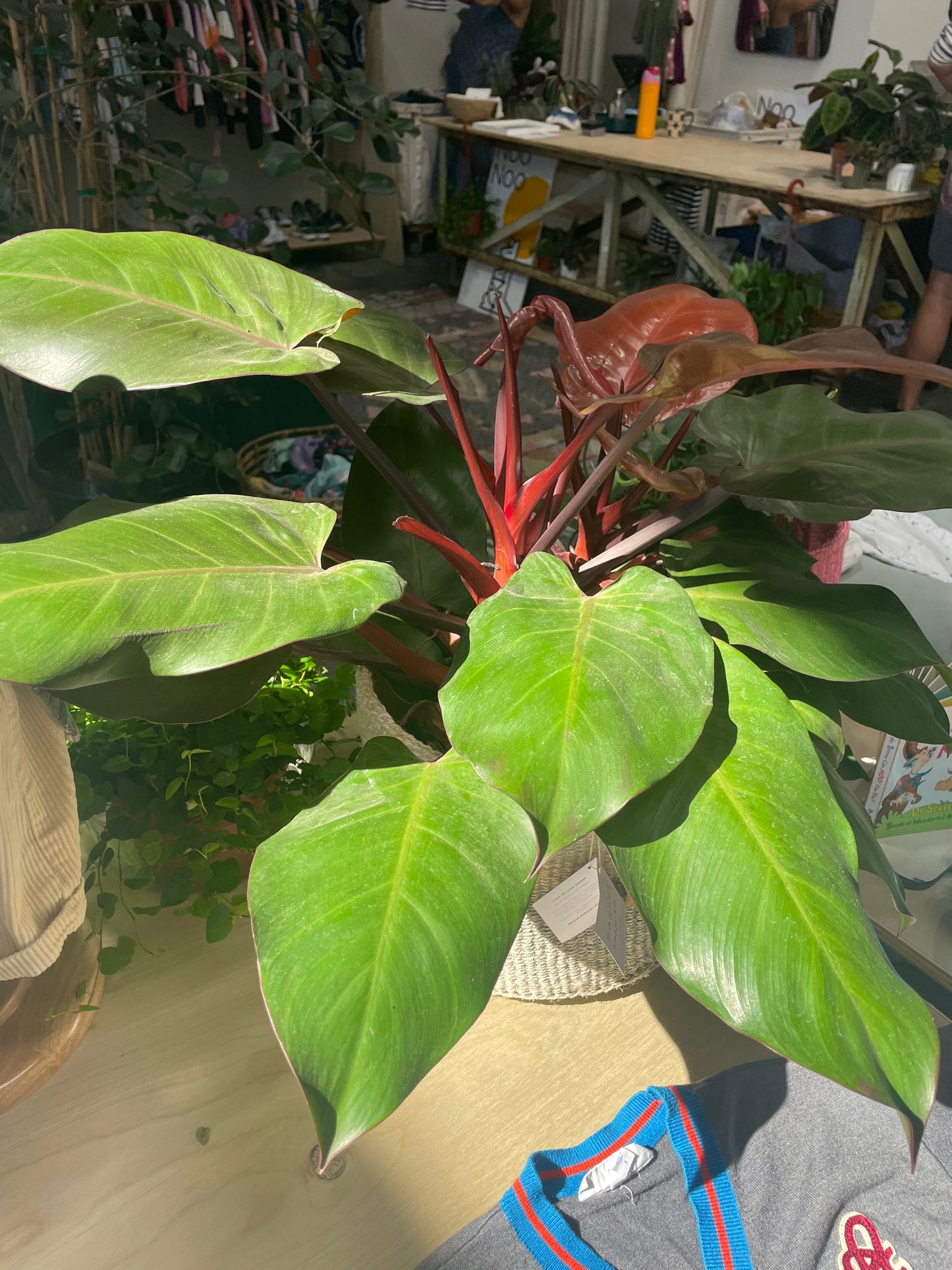 Philodendron Mccolley 8"