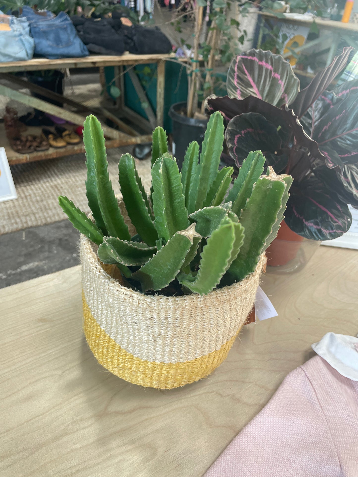 Stapelia 6"