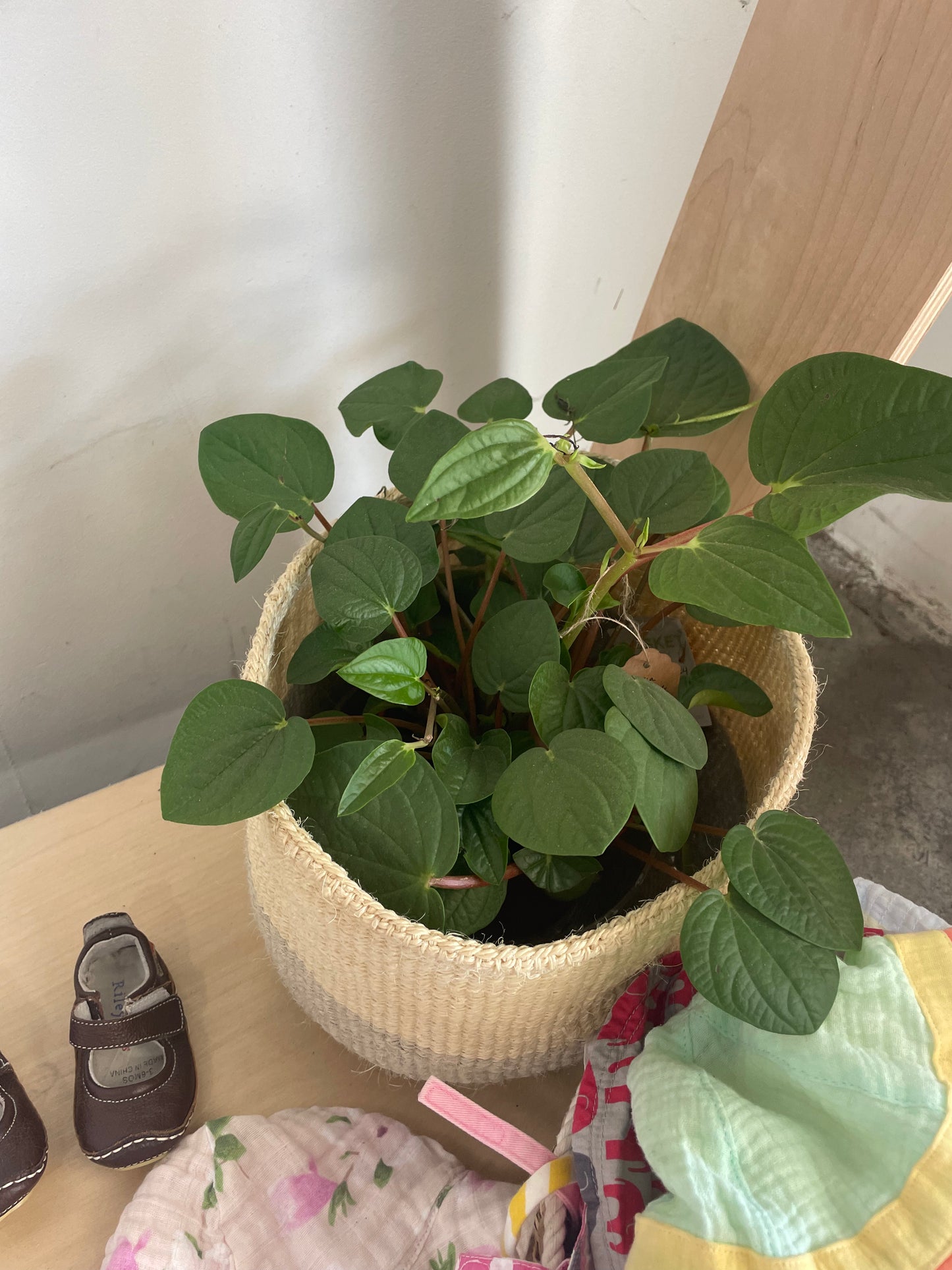 peperomia rana verde 6"