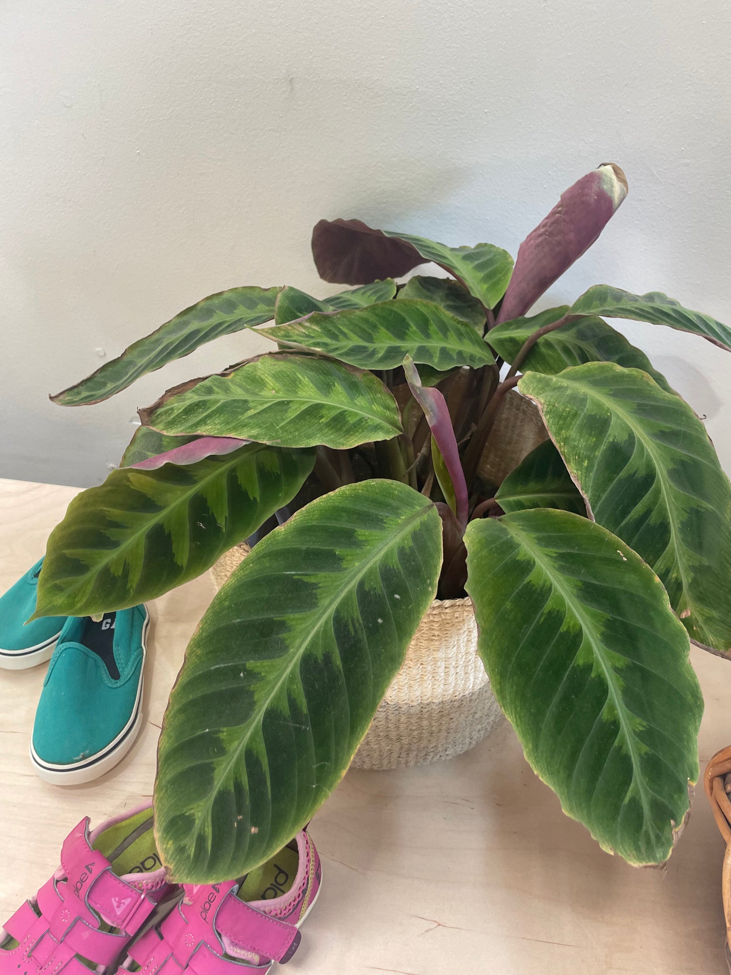 Calathea WarscewiczII 6"
