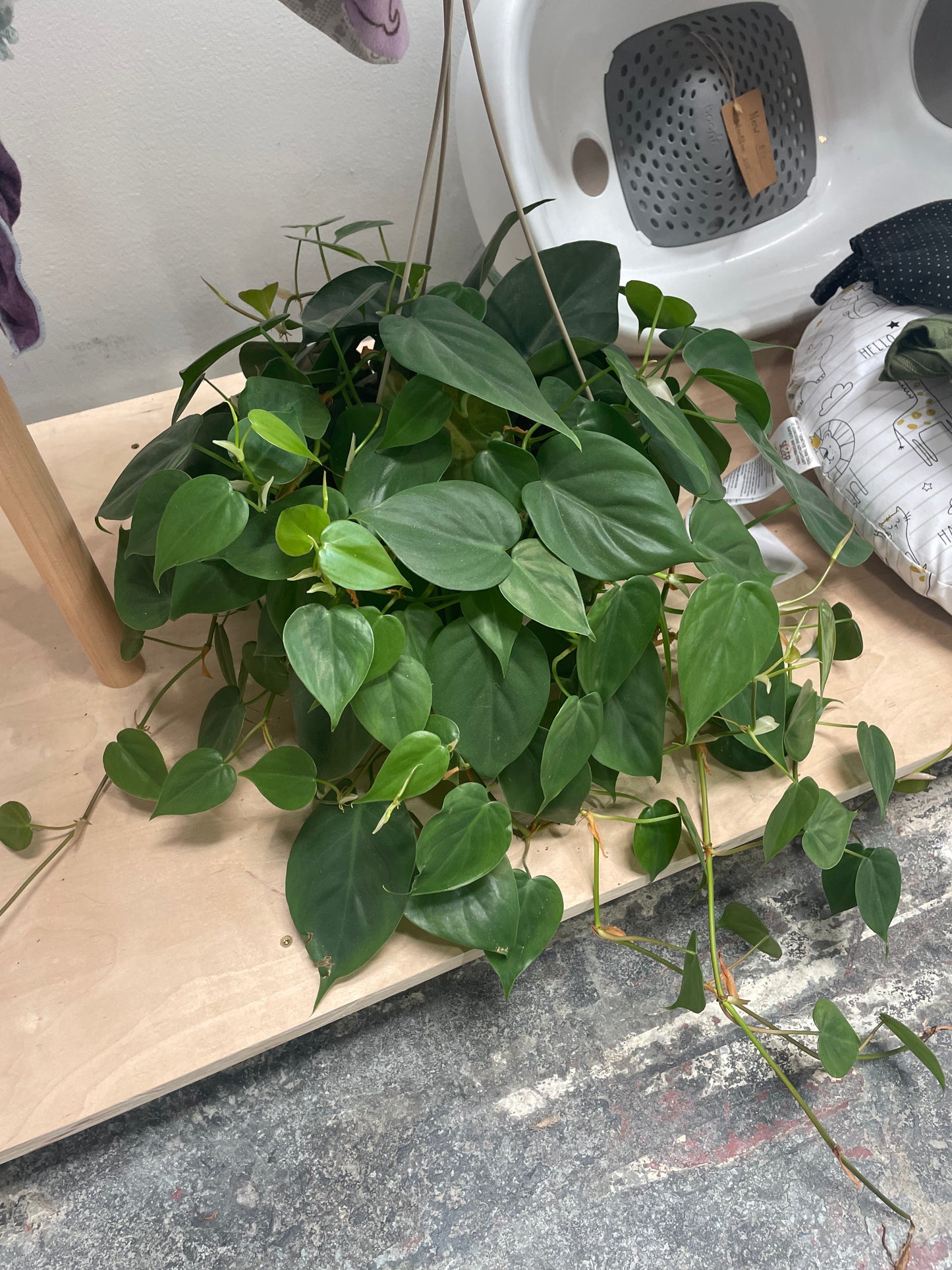 Philodendron Cortadum 6"