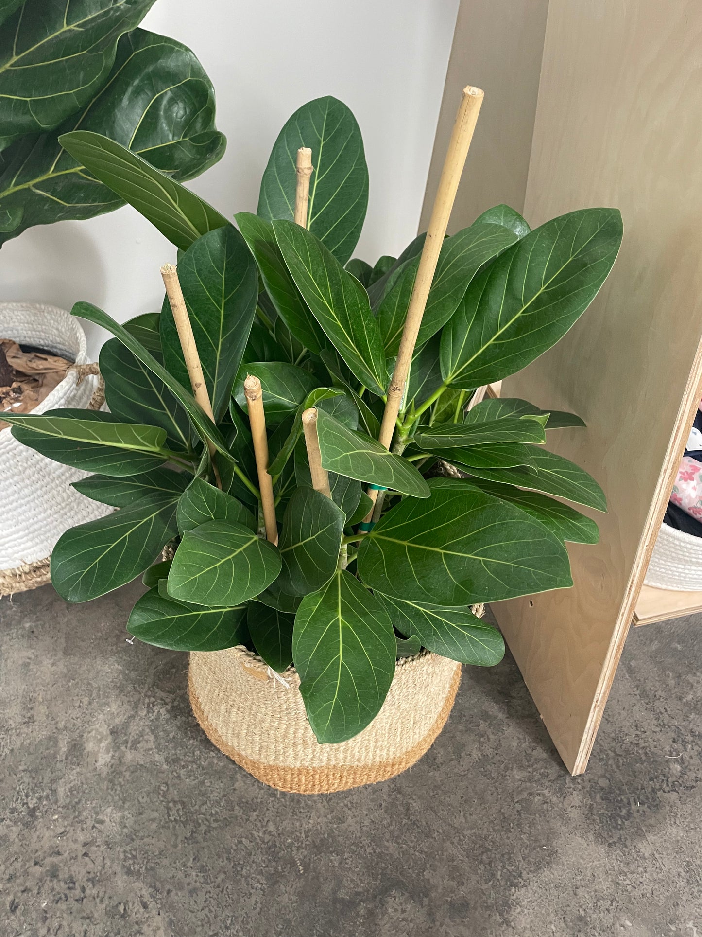 Ficus Audrey 8"