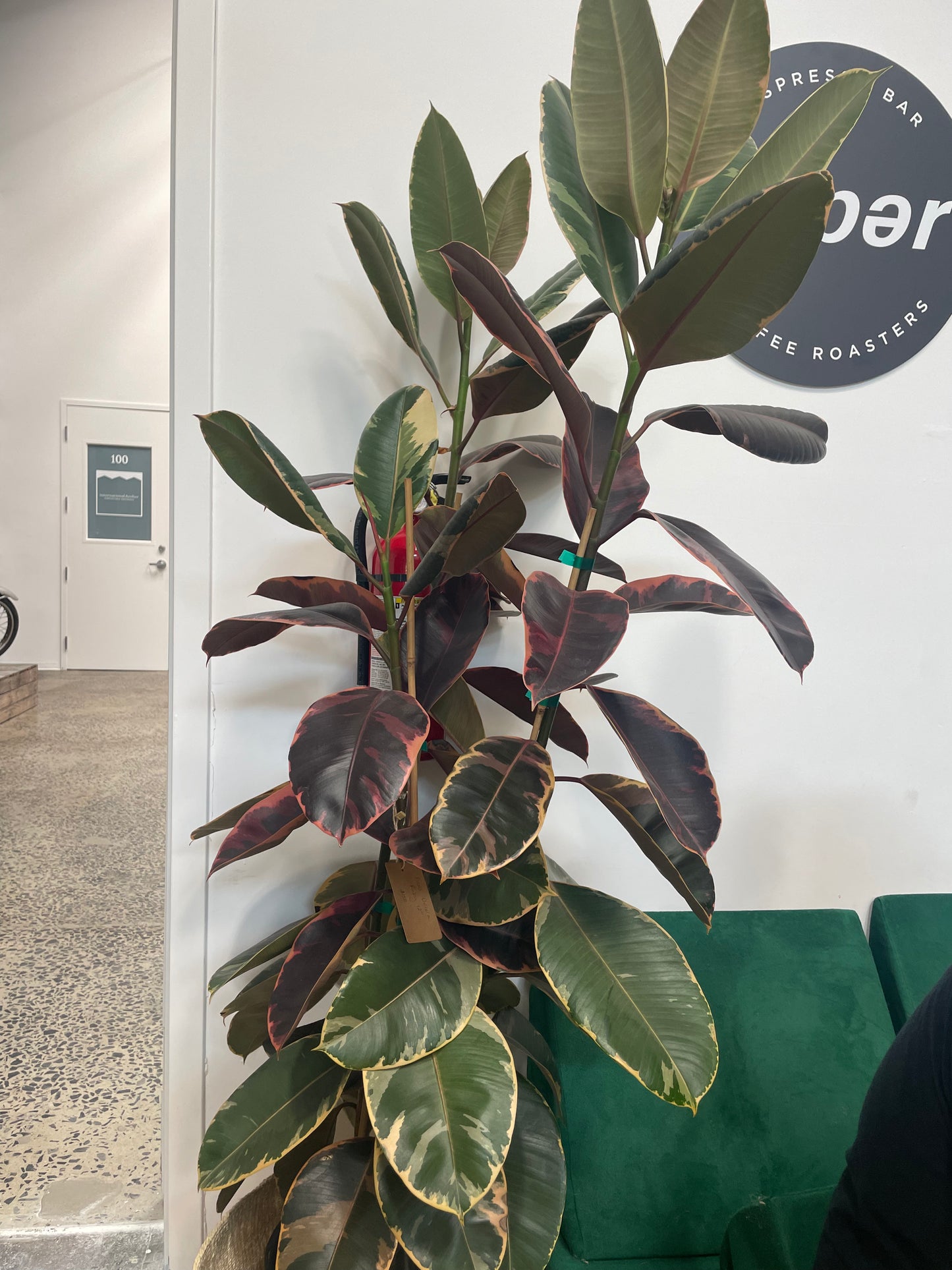Ficus Decora Ruby 12"