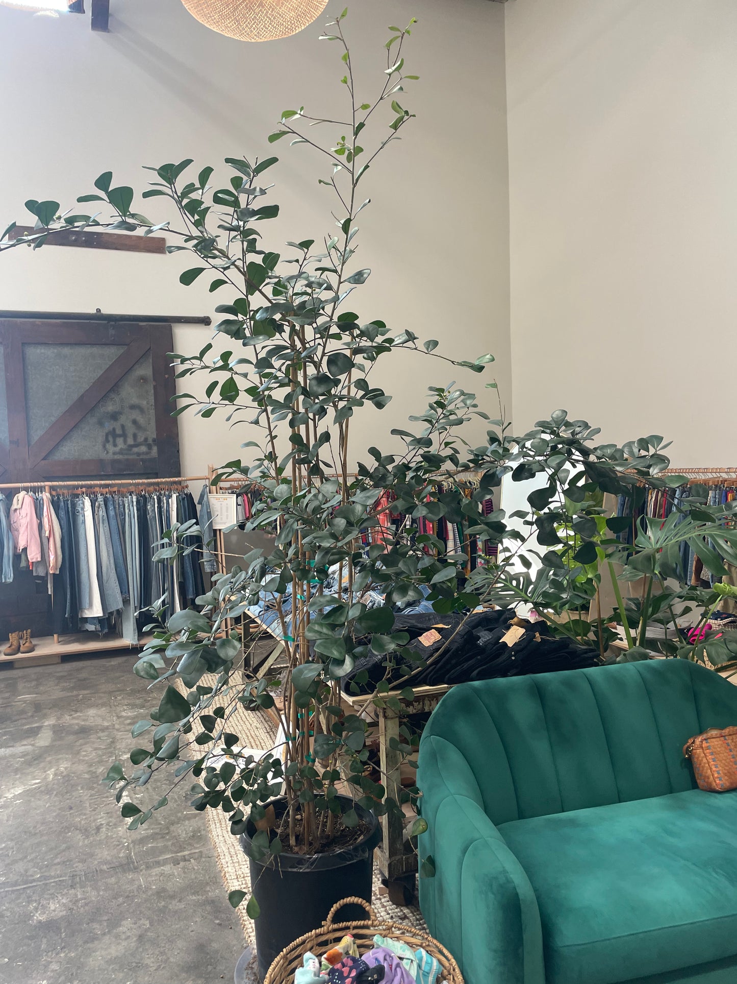 Ficus Triangularus 15 gallon