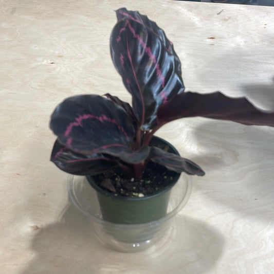 Calathea Dottie 4"
