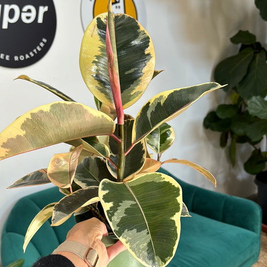 Ficus decora tieke