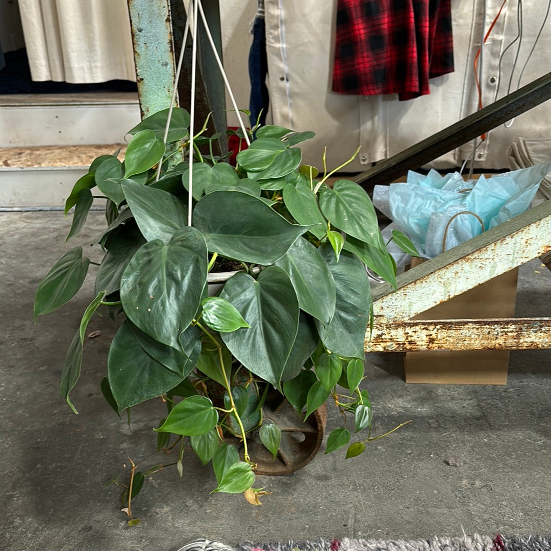 Philodendron cordatum 8"