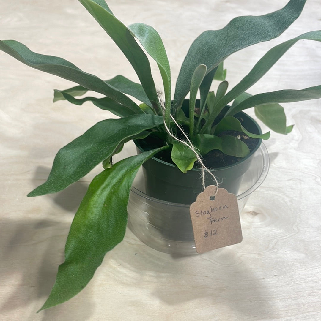 Staghorn Fern 4"