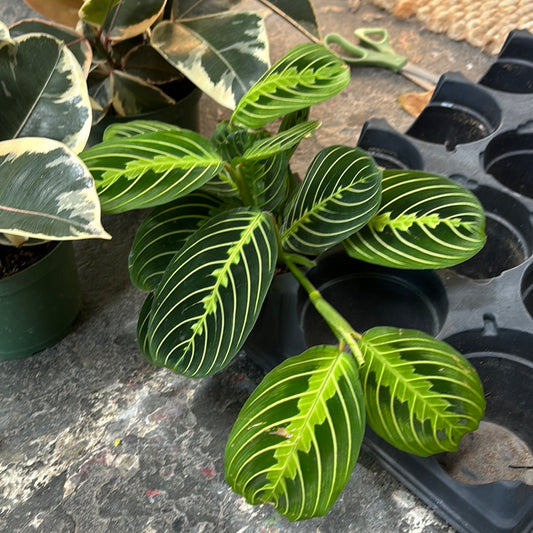 Maranta lime