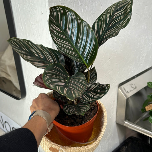 Calathea pinstripe 6”