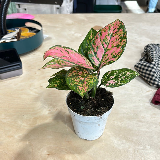 Aglaonema Hyprod