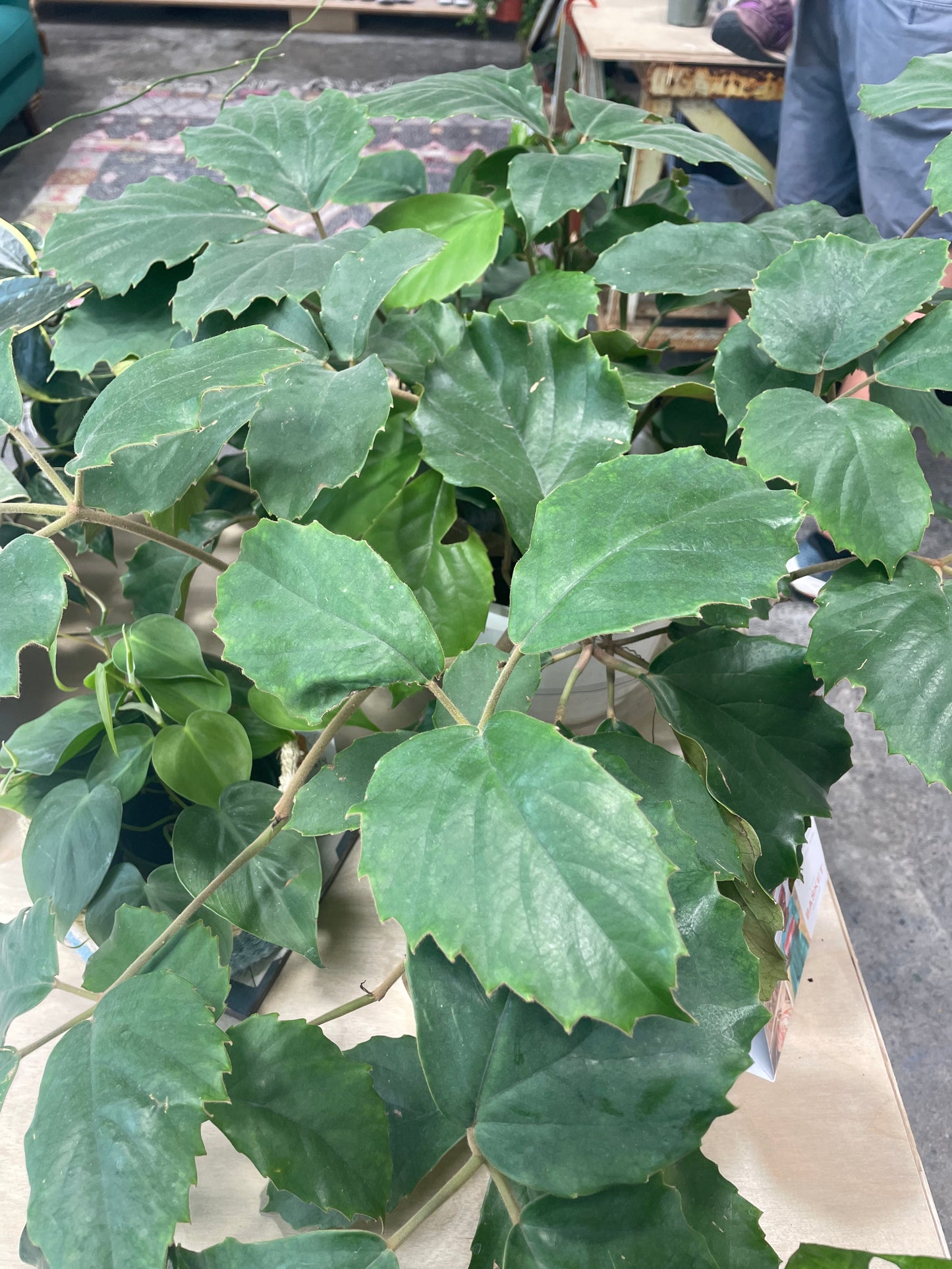 Cissus Grape Leaf 8"