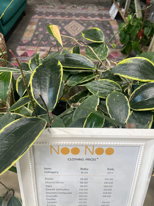 hoya macrophylla varigated  8"