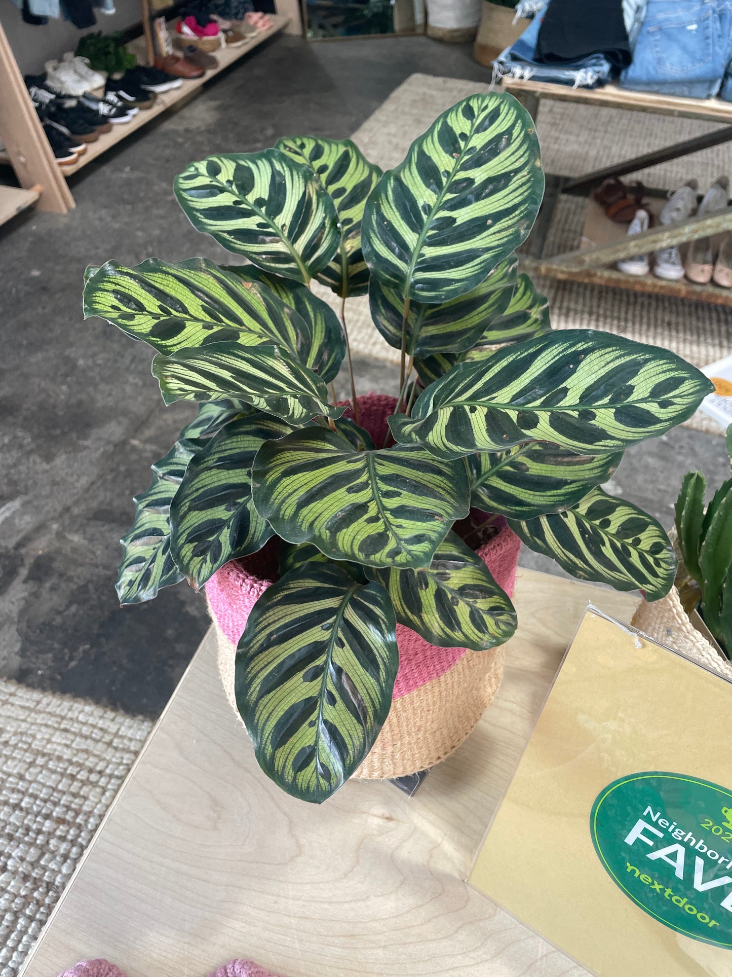 Calathea Makoyana 6"