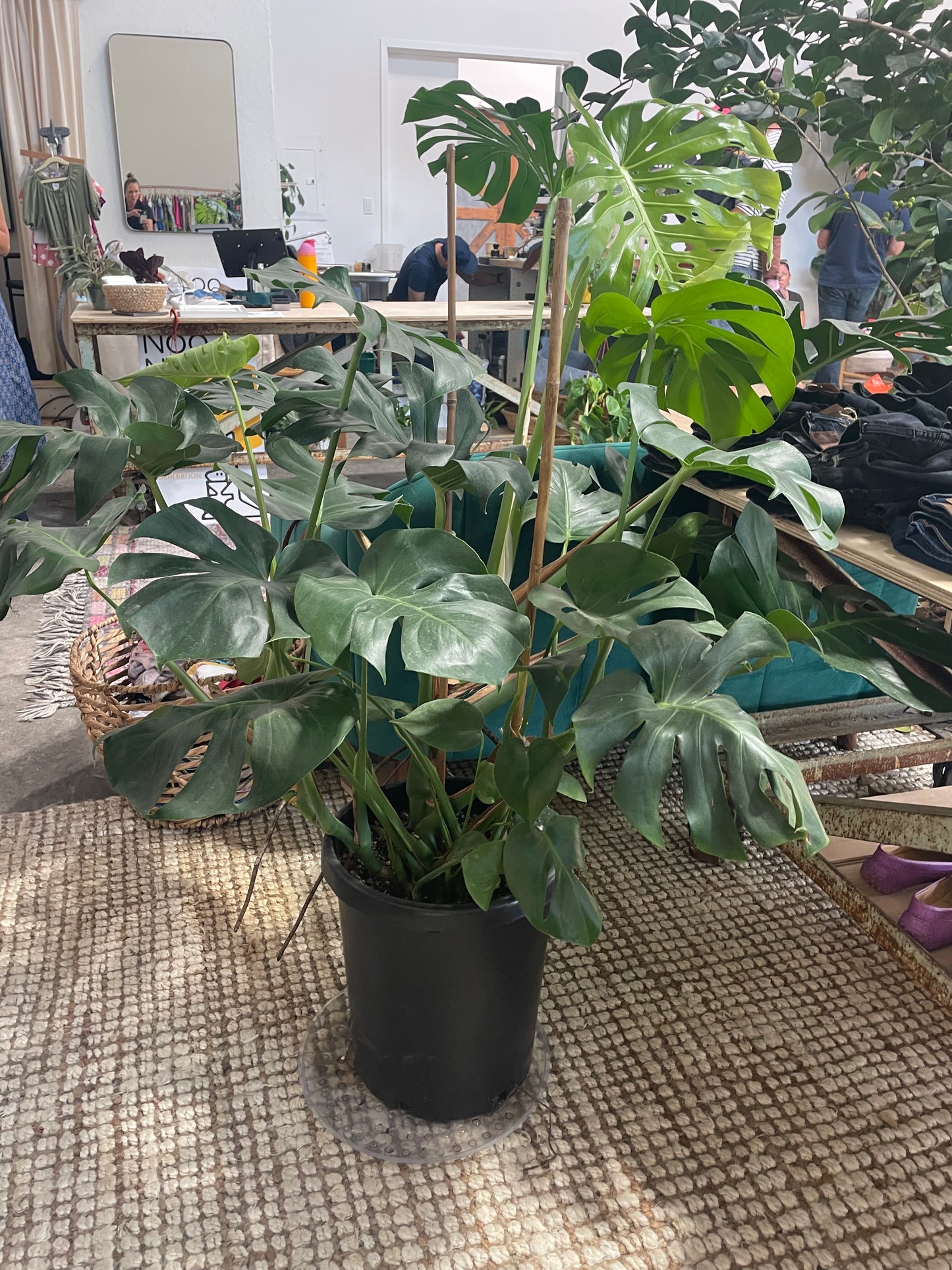 Monstera Deliciosa 14"